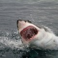 Par predatora koji je u jednom danu ubio 17 ajkula i toliko ih prestravio da su zauvek pobegle (i ne, nije čovek)