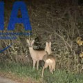 Neverovatan susret i pogled koji govori više od hiljadu reči: Vladimir kod Nove Varoši nasred puta video upplašenu srnu - nije…