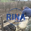 Alarmantno u Topoli: Pojavila se kuga svinja, proglašeno ugroženo područje - najkritičnije u selu Jelenac