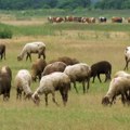 Stočari iz Banata traže da se prekine sa praksom preoravanja pašnjaka