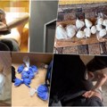 Pogledajte kako su pohapšeni narko-diler! Evri se razletetli po pločicama: Specijalci upali u kuće i stanove, zatekli ih u…