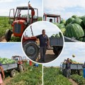 Sezona domaćih lubenica dobro startovala Očekuje se dobar prinos bostana, a domaćini iz Kovilja otkrivaju kako ga postići Evo…