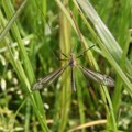 Tri slučaja groznice Zapadnog Nila u Vojvodini: Ovo su saveti epidemiologa