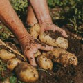 Srpskog krompira sve manje, a evropski sve skuplji: Čeka li nas poskupljenje?