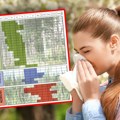 Veliki kalendar alergija u Srbiji: Biljke koje trenutno treba izbegavati