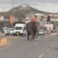 VIDEO: Slonica na kratko pobegla iz cirkusa i lutala gradom Montane