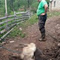 Stravičan pokolj ovaca u selu kod Nove Varoši: Bežeči od pasa ušle u štalu, čopor ih tek tu saterao i uništio