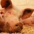 Tri žarišta afričke kuge svinja u Srbiji