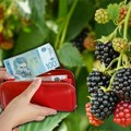 Berba u punom jeku, dnevnica za berače do 5.000 dinara! Proizvođači razočarani otkupnom cenom od 150 dinara