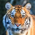 U deliću sekunde tigar je veterinarki svukao jaknu sa leđa Samo je osetila njegove kandže - stravičan trenutak zabeležila je…