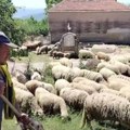 U Nišoru ništa novo! Vode sa dva izvorišta skoro da nema, a namalila i Spomen česma! I ovce nemaju gde da piju!
