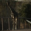 "Volimo te": Žirafa Benito putuje 2.000 km da stigne u hladnije krajeve: "Ovo je dostignuće cele zajednice" (foto)