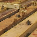 Pčelari obavezni da prijave broj košnica na pčelinjaku