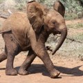 Da li biste želeli da usvojite slona za samo 50 dolara: Takva mogućnost postoji, ali tu je i jedna "caka"