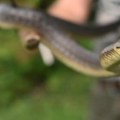 U dvorištu na elitnom dedinju Beograđanin otkrio leglo od 15 zmija! Zašto treba ići lekaru i kad vas ujede ona koja nije…