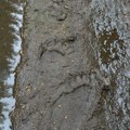 Tragovi džinovske zveri uslikane na srpskoj planini: Pored njih pronađen i skelet (foto)