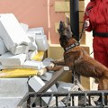 Novi Sad dobija novog spasilačkog psa nakon Zigijevog penzionisanja