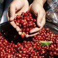 Rekordne cene kafe, a nova poskupljenja tek slede