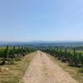 Tradicija jovačkih vinogradara - ono što osetite mirisom treba da dobijete i ukusom vina