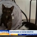 Nova vrsta antistres terapije za Nišlije: Otvoren kafić sa napuštenim macama VIDEO