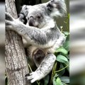 VIDEO: Prva beba koala rođena u zoo vrtu na Floridi - još je u maminoj torbi
