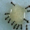 Mravi vam jedu živce i hranu? Gledajte kako beže glavom bez obzira uz pomoć ovog trika od 0 dinara!