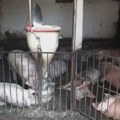 Afrička kuga svinja potvrđena u osam okruga: Od početka godine uginulo i eutanazirano 33.850 životinja
