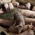 Euractiv istražuje: Koliko je opasna zarazna bolest svinja koja mesecima hara Srbijom?