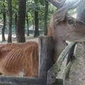Nakon što su objavljene fotografije izgladenele životinje, obavljen vanredni nadzor u Zoo vrtu u Boru