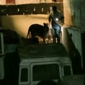 (VIDEO) Lav pobegao iz automobila u Pakistanu, izazvao paniku među građanima