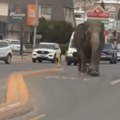 Slonica šeta gradom Pobegla iz cirkusa, nastala frka i panika na ulici (video)