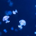 Meduze zaustavile nuklearku