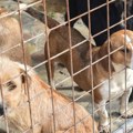 Za 283 ujeda odšteta 28 miliona: Udruženja za zaštitu životinja, azil i JKP različito o problemu u Bačkoj Palanci