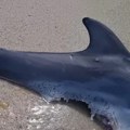 Horor na plaži u omiljenom letovalištu Srba! Unakaženi leš sa ogromnim tragovima čeljusti zgranuo kupače u Grčkoj: Nešto…