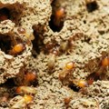 Kad ti insekt uništi život Starici iz Malezije termiti pojeli životnu ušteđevinu