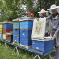 Ministarka Tanasković najavila subvencije za pčelare Evo koliko će im sledeće godine biti isplaćeno po košnici