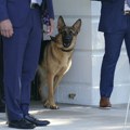 Nemački ovčar protiv američkih tajnih službi: Bajdenov pas 24 puta ujeo agente obezbeđenja