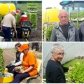Zlato na vojvođanskim poljima Rasađivanje duvana u punom jeku ulaganje u VIRDžINIJU i Berlej se isplati