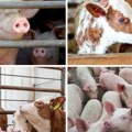 Stočna pijaca u januaru: Rekordne cene teladi u Mačvi, prasad i jagnjad na klackalici