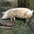 Prodaje se farma u Žitorađi koja je prošle godine dobila bespovratno 10 miliona dinara