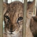 Mala lavica se bori za život: Mladunče pronađeno kod Subotice ne prepoznaje meso kao hranu jer su je pogrešno hranili, a…