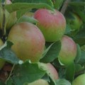 U toku berba jabuka u selima zapadne Srbije: Uprkos lošem vremenu, rod je dobar