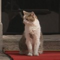 FOTO: Premijeri se menjaju, ali mačak Lari ostaje u Dauning stritu