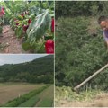 Iako je ove godine sitnija i skuplja, svi žele somborku, ajvarku i čuvenu „masnu papriku“ Trenutna cena 250 dinara po kili i…