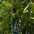 Foto-vest: Znak stop skriven u granju u Studeničkoj u Nišu