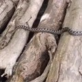 Jeziv prizor uz reku Gradac! Ogromna otrovnica snimljena tik uz čoveka, scena ledi krv: Pogledajte šta je potom usledilo, ovo…