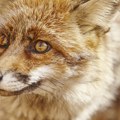 Glavu "lisice" platio više od 58.000 evra, ubeđen da je pronašao izumrlog tasmanijskog tigra