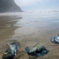 Zbog njih zatvaraju plaže, a zaustavile su čak i nuklearni reaktor: Evropi preti invazija jedne od najsmrtonosnijih životinja…