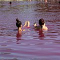 FOTO, VIDEO: Zašto je jezero u vojvođanskom selu roze boje?