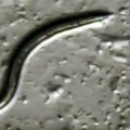 Neverovatno otkriće naučnika: Pronađen crv koji je zamrznut pre 46.000 godina u sibirskom ledu (foto/video)